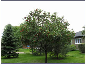 Apple tree prune after